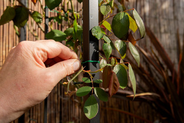 Man tying climbing rose to a metal arch frame with plastic coated garden wire
