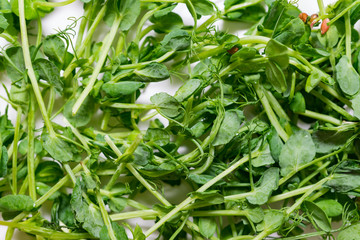 Fototapeta premium young sprouts of peas micro greens on white background. healthy eating concept. fresh garden background
