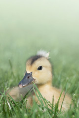 Baby duckling sitting in tall green grass / artistic animal bird photography / baby mallard duck with black beak / green background