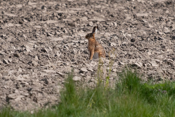 One European Brown Hare, Lepus europaeus, in ploughed field, sit and watch