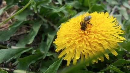 Bee on bright yellow flower closeup.