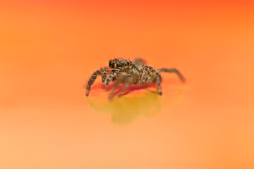 ハエトリグモです