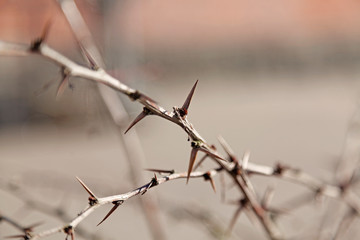 thorns on a bush, looks very vicious