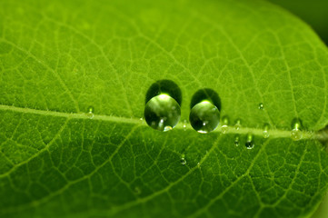 Water droplets on the leaves