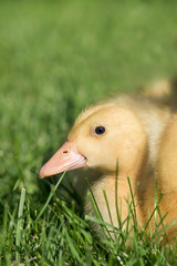 Duckling in the grass / yellow baby duck sitting in meadow / farm animals / domestic bird animal