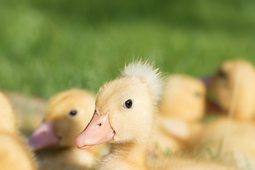 Small yellow duck with feather crown / group of baby ducklings / farm bird animals sitting in grass / baby duck isolated from other ducks