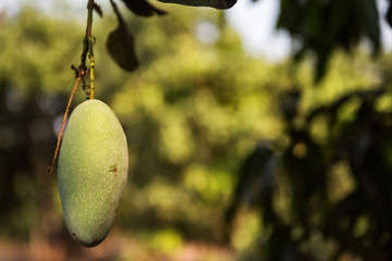 Green young mango fruit on tree