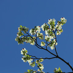 花水木と空