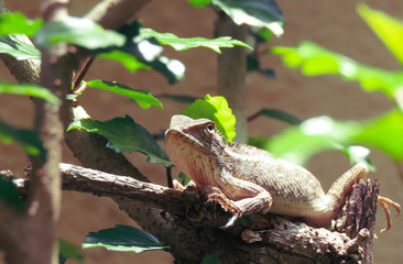 Oriental garden lizard Beautifully Captured.