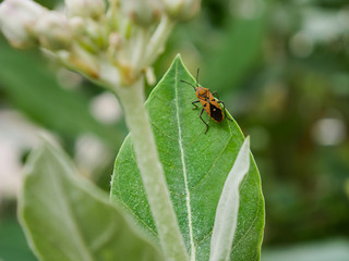 ladybird on a leaf