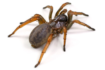 spider mygal isolated on a white background