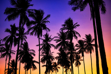Fototapeta na wymiar coconut trees with twilight sky at dusk