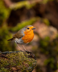 Stunning image of Robin Red Breast bird Erithacus Rubecula on branch in Spring sunshine