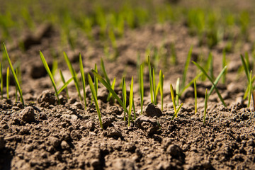Young wheat seedlings growing on a field in a black soil. Spring green wheat grows in soil. Close up on sprouting rye on a agriculture field in a sunny day. Sprouts of rye. Agriculture.