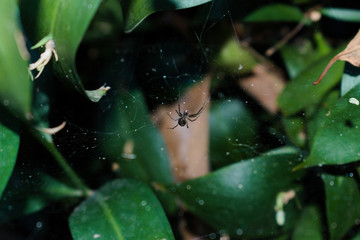 Spider house