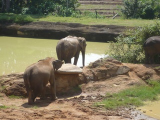 Sri lanka, éléphants dans la nature
