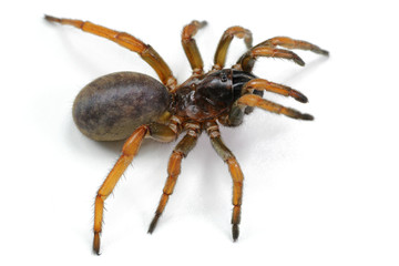 spider mygal isolated on a white background