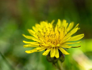 Close up of yellow dandelion flower on the grass
