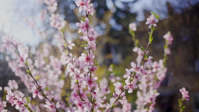Closeup view footage of beautiful blooming outdoor small pink flowers isolated against blurry sunny blue sky and spring green trees backdrop. Springtime nature video background.