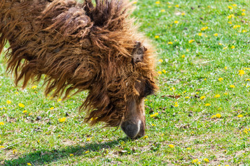 Portrait of wild bactarian camdel, Camelus ferus eating grass