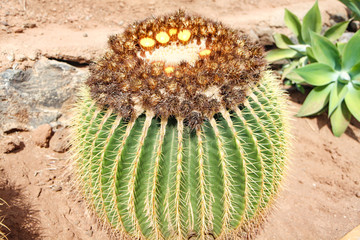 Kaktus Echinocactus grusonii - 342682029