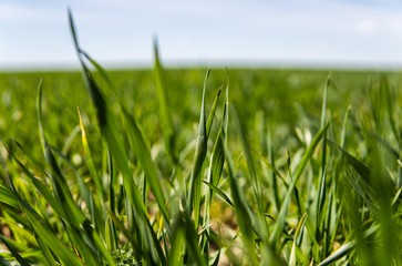 Young wheat seedlings growing on a field in a black soil. Spring green wheat grows in soil. Close up on sprouting rye on a agriculture field in a sunny day. Sprouts of rye. Agriculture.
