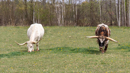 Two brown and white texas longhorn eating grass on meadow
