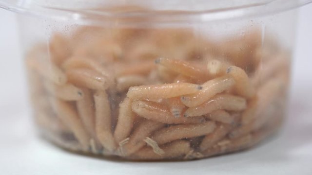 Closeup view 4k macro video of many alive fat ugly fly maggots crawling isolated in transparent plastic box ready to use for fishing.
