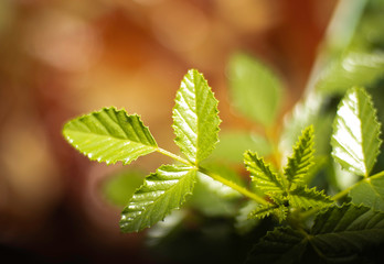 Leaves in Autumn