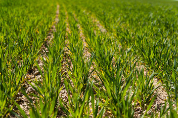 Young wheat seedlings growing on a field in a black soil. Spring green wheat grows in soil. Close up on sprouting rye on a agriculture field in a sunny day. Sprouts of rye. Agriculture.