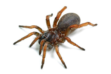 spider mygal isolated on a white background