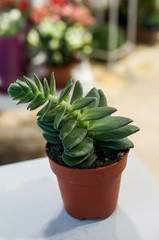 Succulent in a pot on the white table