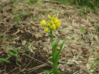 キンラン（金蘭）縦