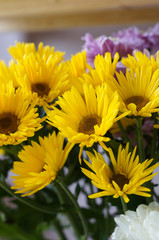 A close up of a yellow chrysanthemums