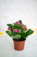 A vase filled with Kalanchoe