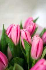 A close up of tulips