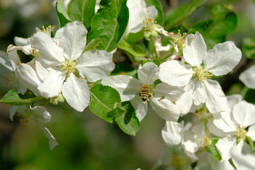 Bee on apple blossom. Flowering apple tree. White flowers in the garden