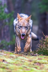 Lone wolf running in autumn forest Czech Republic