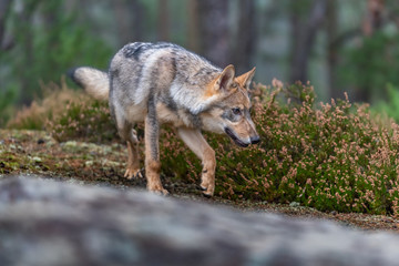 Lone wolf running in autumn forest Czech Republic