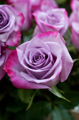 A close up of a deep purple rose
