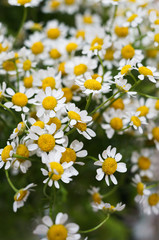 Fototapeta premium A close up of chamomile