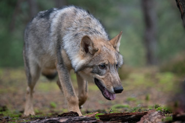 Obraz premium Lone wolf running in autumn forest Czech Republic