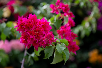 The colorful plants and flowers on the island of Madagascar
