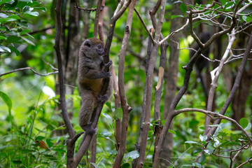 Little lemur in the rainforest on the island of Madagascar