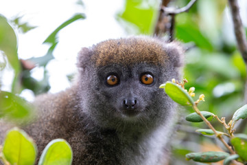 A little lemur on the branch of a tree in the rainforest
