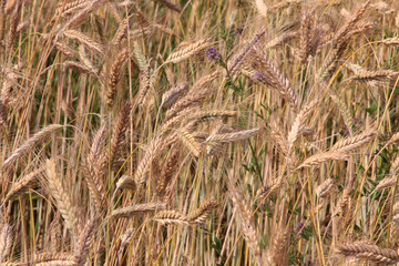 Large field of fresh wheat in countryside