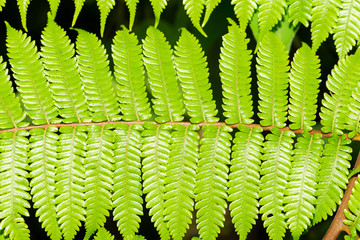 Fern leaves as a background, green leaves