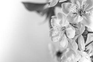 Fototapeta na wymiar beautiful cherry flowers close-up. White cherry flowers, romantic light spring background. Spring sakura blossom. White cherry blossom with selective focus. cherry branch monochrome