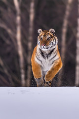 Siberian Tiger running in snow. Beautiful, dynamic and powerful photo of this majestic animal. Set in environment typical for this amazing animal. Birches and meadows