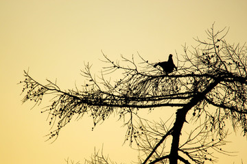 a black grouse in silhouette in a tree at sunrise